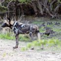 ZMB NOR SouthLuangwa 2016DEC10 NP 028 : 2016, 2016 - African Adventures, Africa, Date, December, Eastern, Month, National Park, Northern, Places, South Luangwa, Trips, Year, Zambia